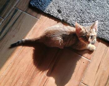 Fiona -  Domestic Short Hair Cat for Adoption in Aurora, Colorado - Fiona | PetCurious