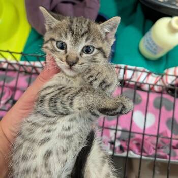 Billy Idol (green collar) -  Domestic Short Hair Cat for Adoption in Coos Bay, Oregon - Billy Idol (green Collar) | PetCurious