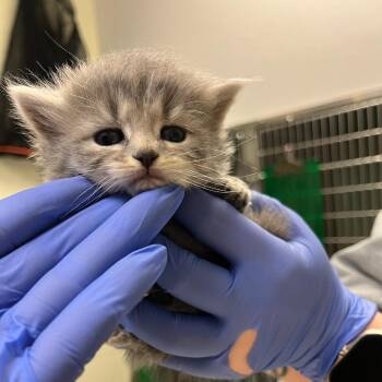 Domestic Long Hair Cats Available for Adoption in Charlottesville, Virginia - Boyzenberry | PetCurious