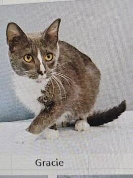 Domestic Short Hair Cats Available for Adoption in Cincinnati, Ohio - Gracie | PetCurious
