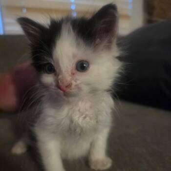 Emo -  Domestic Short Hair Cat for Adoption in Layton, Utah - Emo | PetCurious