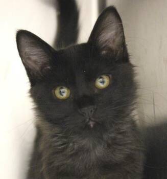 Draco -  Domestic Medium Hair Cat for Adoption in Wichita, Kansas - Draco | PetCurious