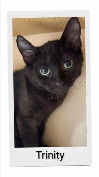 Trinity -  Domestic Short Hair Cat for Adoption in Caistor Centre, Ontario - Trinity | PetCurious
