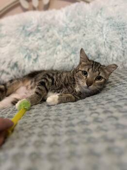 Rescue Domestic Short Hair Cats for Adoption in Herculaneum, Missouri - Norma | PetCurious