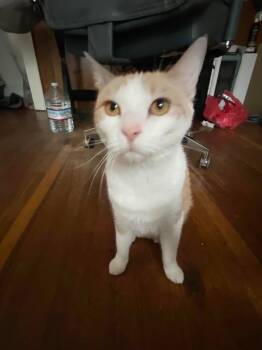 Rescue Domestic Short Hair Cats for Adoption in Rutherfordton, North Carolina - Maisie (Courtesy Post) | PetCurious