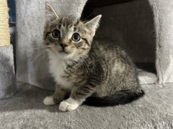 Rescue Domestic Short Hair Cats for Adoption in Burlington, Wisconsin - Lock | PetCurious