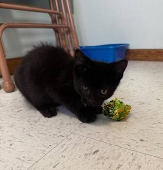 Rescue Domestic Short Hair Cats for Adoption in Hutchinson, Minnesota - Gomez | PetCurious