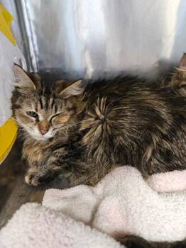 Domestic Medium Hair Cats Available for Adoption - 60548359 | PetCurious