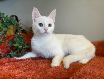 Frankie -  Domestic Short Hair Cat for Adoption in Taylor, Michigan - Frankie | PetCurious