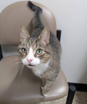 Rescue Domestic Short Hair Cats for Adoption in Herndon, Virginia - Steven | PetCurious