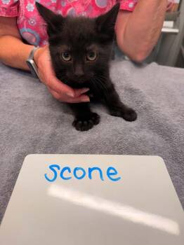 Scone -  Domestic Short Hair Cat for Adoption in Vancouver, Washington - Scone | PetCurious