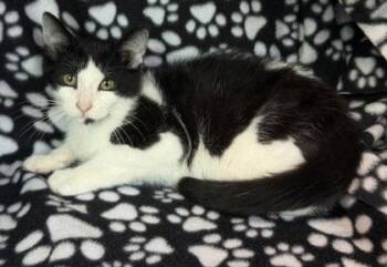 7133 (Domino) -  Domestic Short Hair Cat for Adoption in Lake City, Michigan - 7133 (Domino) | PetCurious