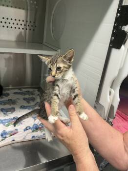 Rescue Domestic Short Hair Cats for Adoption in Athens, Tennessee - Guava | PetCurious