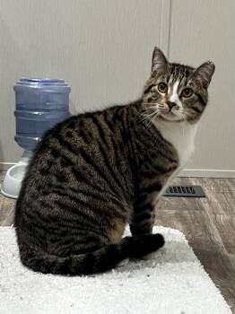Domestic Short Hair Cats Available for Adoption - Dallas | PetCurious