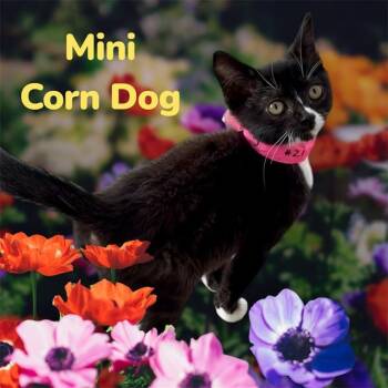 MINI CORN DOG -  Domestic Short Hair Cat for Adoption in Visalia, California - MINI CORN DOG | PetCurious