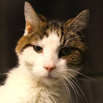 26-01192 -  Domestic Short Hair Cat for Adoption in Fredericksburg, Virginia - 26-01192 | PetCurious