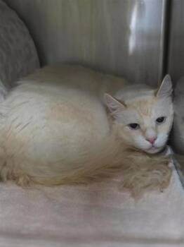 Billie -  Domestic Long Hair and Domestic Short Hair Cat for Adoption in Largo, Florida - Billie | PetCurious