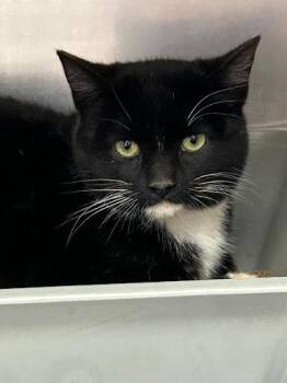 Domestic Short Hair Cats Available for Adoption - Blackjack | PetCurious