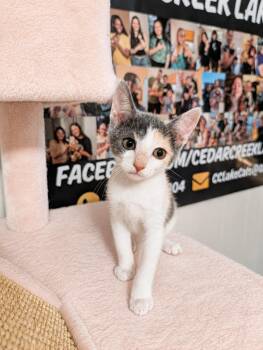 Hannah -  Domestic Short Hair Cat for Adoption in Gun Barrel City, Texas - Hannah | PetCurious