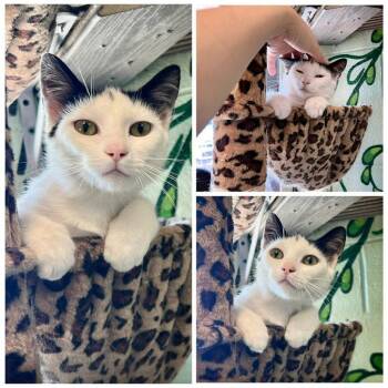 Rhubarb -  Domestic Short Hair Cat for Adoption in New Fairfield, Connecticut - Rhubarb | PetCurious