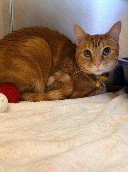 Ginger -  Domestic Short Hair Cat for Adoption in Mineral, Virginia - Ginger | PetCurious