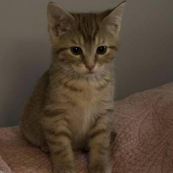 Rescue Domestic Short Hair Cats for Adoption in Montreal, Quebec - Lucy | PetCurious