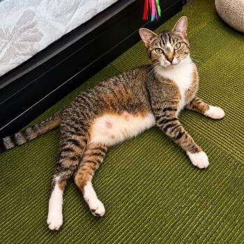 Bae -  Domestic Short Hair Cat for Adoption in Hopkinton, Massachusetts - Bae | PetCurious