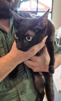 Minerva -  Domestic Short Hair Cat for Adoption in Chattanooga, Tennessee - Minerva | PetCurious
