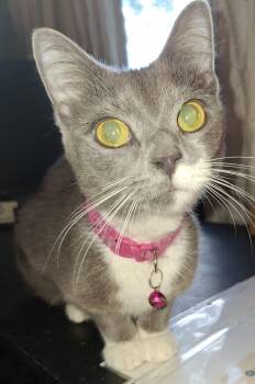 Rescue Domestic Short Hair Cats for Adoption in Lawrenceville, Georgia - Petunia | PetCurious