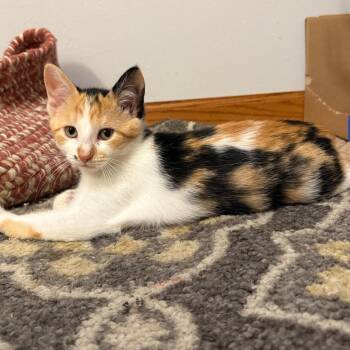 Pumpkin (In foster) -  Domestic Short Hair Cat for Adoption in Watertown, Wisconsin - Pumpkin (In Foster) | PetCurious