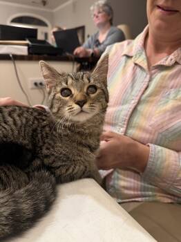 Iris -  Domestic Short Hair Cat for Adoption in Camden, South Carolina - Iris | PetCurious