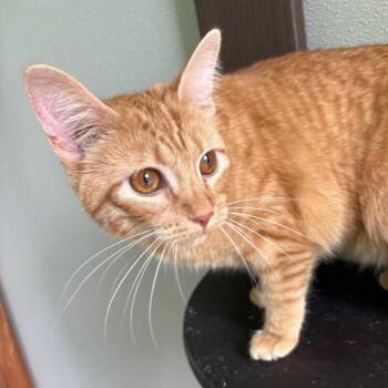 Holly -  Domestic Short Hair Cat for Adoption in West Des Moines, Iowa - Holly | PetCurious