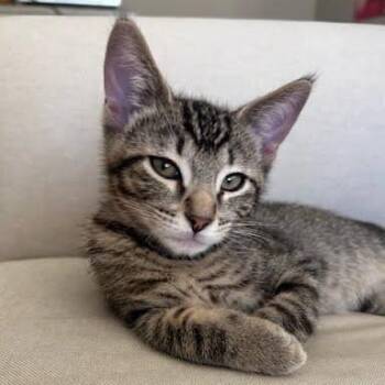 Bartholomew -  Tabby and Domestic Short Hair Cat for Adoption in Sacramento, California - Bartholomew | PetCurious