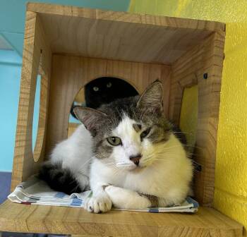 Rescue Domestic Short Hair Cats for Adoption in Jim Thorpe, Pennsylvania - Pippin | PetCurious