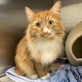 Domestic Medium Hair Cats Available for Adoption in Barnstable, Massachusetts - MELLOW CREAMSICLE | PetCurious