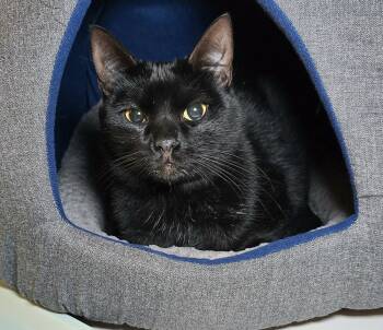 Rescue Domestic Short Hair Cats for Adoption in Vancouver, Washington - Bo Black | PetCurious