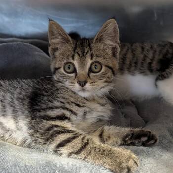 Packing Peanut -  Domestic Short Hair Cat for Adoption in Cape Girardeau, Missouri - Packing Peanut | PetCurious