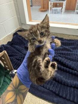 Calypso -  Domestic Short Hair Cat for Adoption - Calypso | PetCurious