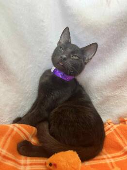 Rescue Domestic Short Hair Cats for Adoption in Tavares, Florida - Hocus Pocus | PetCurious