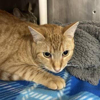 Domestic Short Hair Cats Available for Adoption - Cactus | PetCurious