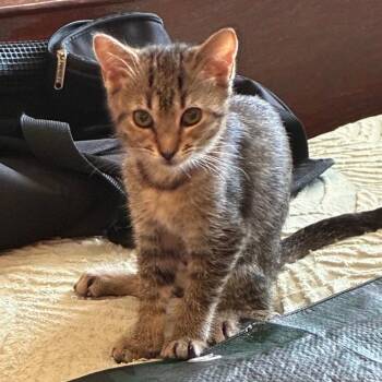 Rescue Domestic Short Hair Cats for Adoption in Huntington Beach, California - Birdie | PetCurious