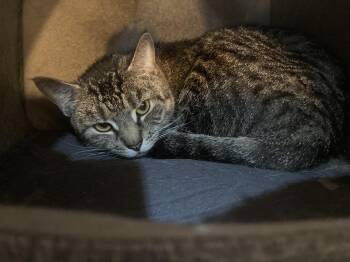 Domestic Short Hair Cats Available for Adoption in Manchester, New Hampshire - Plumpton- Looking For A Cat Friend | PetCurious