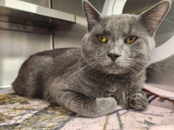 Domestic Short Hair Cats Available for Adoption in Liberty, Missouri - Smudge | PetCurious