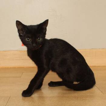 Pinto Bean C70723 -  Domestic Short Hair Cat for Adoption in Minnetonka, Minnesota - Pinto Bean C70723 | PetCurious