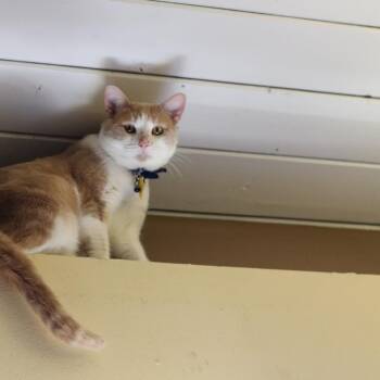 Milo -  Domestic Short Hair Cat for Adoption in Long Beach, California - Milo | PetCurious