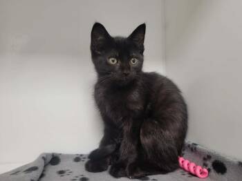Domestic Short Hair Cats Available for Adoption in Delson, Quebec - THERESE | PetCurious