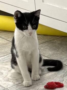 Churro -  Domestic Short Hair Cat for Adoption in Paw Paw, Michigan - Churro | PetCurious