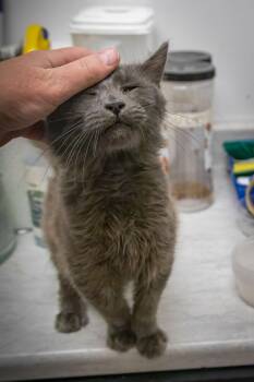 Domestic Short Hair Cats Available for Adoption - Poppy (m) (FCID# 02/05/2026 - 58) | PetCurious