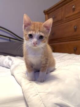 Cheddar -  Domestic Short Hair Cat Available for Adoption in Macomb, Michigan - Cheddar | PetCurious