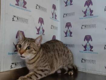 ENDORA -  Domestic Short Hair Cat for Adoption in Orlando, Florida - ENDORA | PetCurious